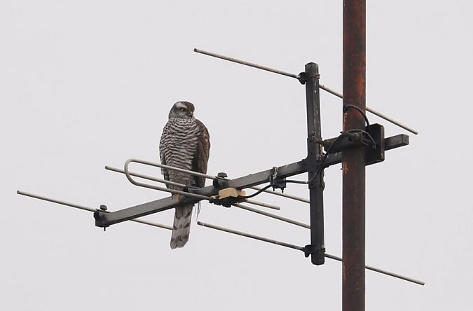 krogulec  - Rafał Walczybok