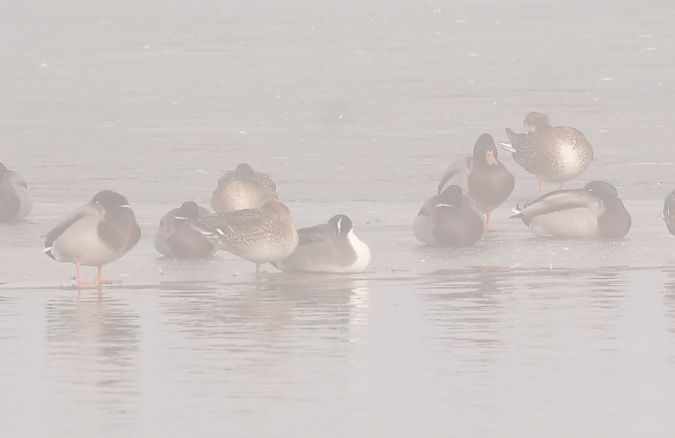 Spiessente  - Rafał Walczybok