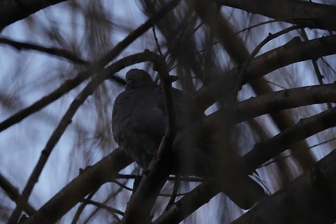 siniak  - Rafał Walczybok