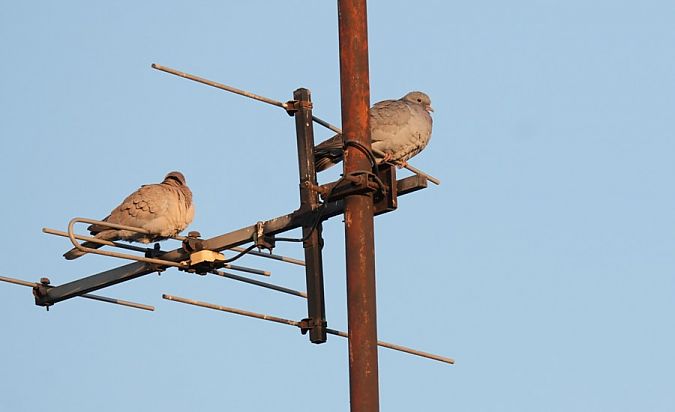 siniak  - Rafał Walczybok