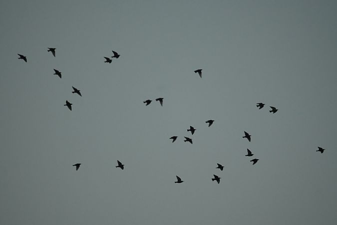 szpak  - Rafał Walczybok