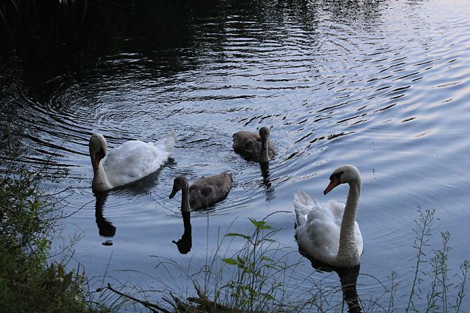 łabędź niemy  - Rafał Walczybok
