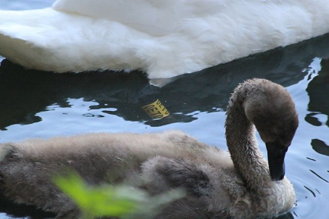 Cygne tuberculé  - Rafał Walczybok