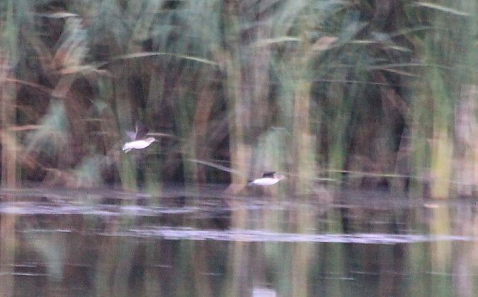 samotnik  - Rafał Walczybok