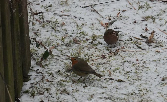 rudzik  - Rafał Walczybok