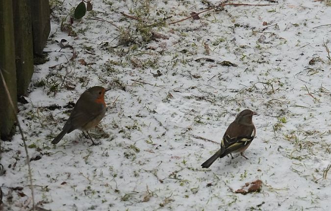 zięba  - Rafał Walczybok