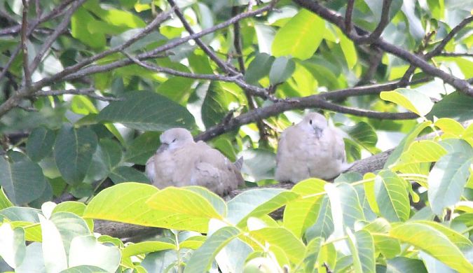 sierpówka  - Rafał Walczybok