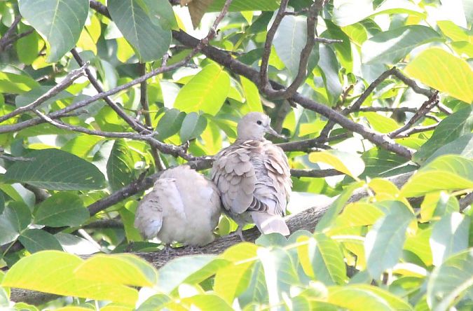 Türkentaube  - Rafał Walczybok