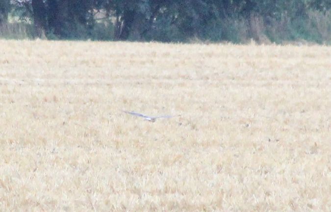 błotniak łąkowy  - Rafał Walczybok