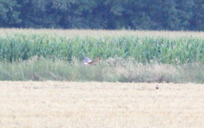 błotniak łąkowy  - Rafał Walczybok