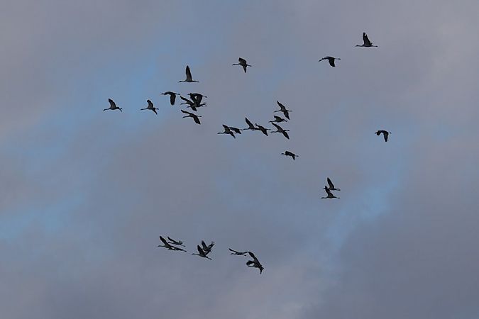 żuraw  - Rafał Walczybok