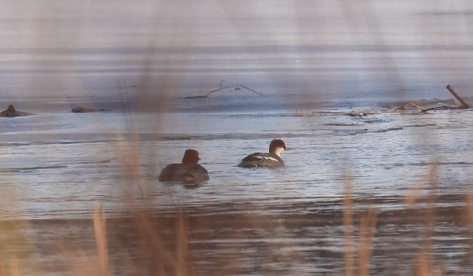 bielaczek  - Rafał Walczybok