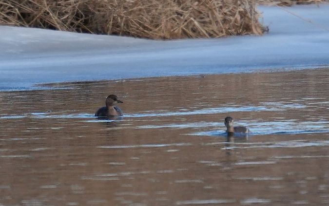 perkozek  - Rafał Walczybok