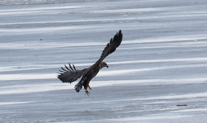 bielik  - Rafał Walczybok