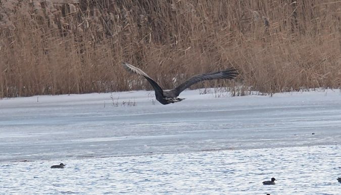 White-tailed Eagle  - Rafał Walczybok