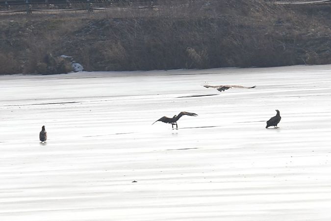 bielik  - Rafał Walczybok