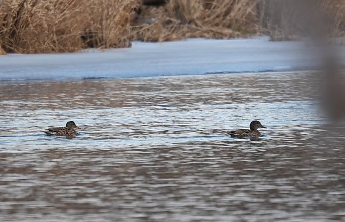 krakwa  - Rafał Walczybok