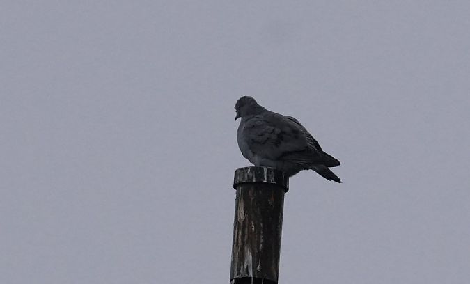 Pigeon colombin  - Rafał Walczybok