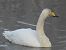 łabędź krzykliwy 