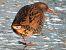 Water Rail 