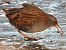 Water Rail 