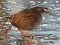 Water Rail 