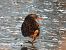Water Rail 