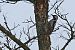 dzięcioł białoszyi  - Krzysztof Czajowski
