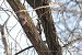 dzięcioł białoszyi  - Brunon Kwasik