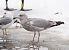 mewa srebrzysta  - Rafał Walczybok
