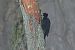 dzięcioł czarny  - Rafał Walczybok