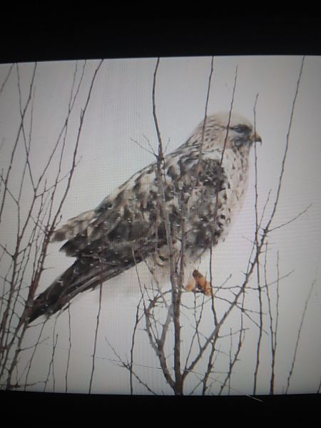 Raufussbussard  - Bogusław Popiołek