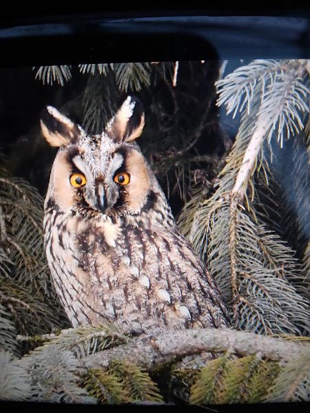 uszatka  - Bogusław Popiołek