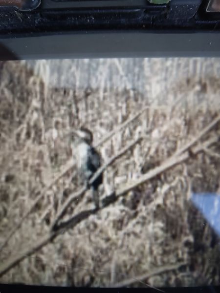 kormoran mały  - Bogusław Popiołek