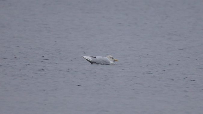 mewa blada  - Sławomir Mielczarek