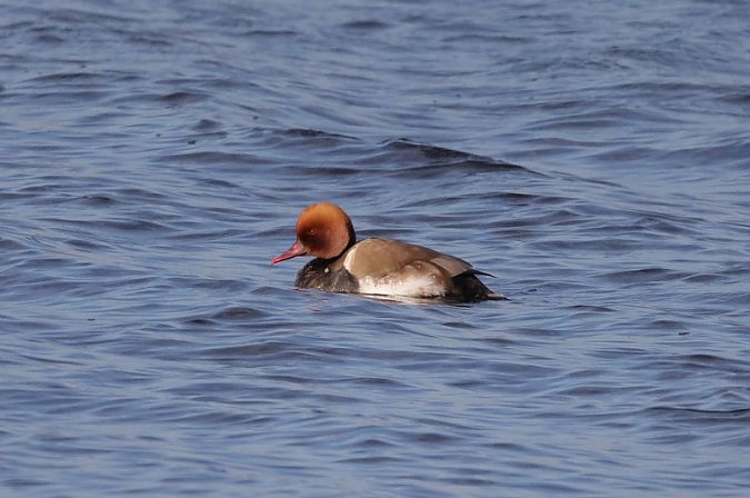 hełmiatka  - Sławomir Mielczarek