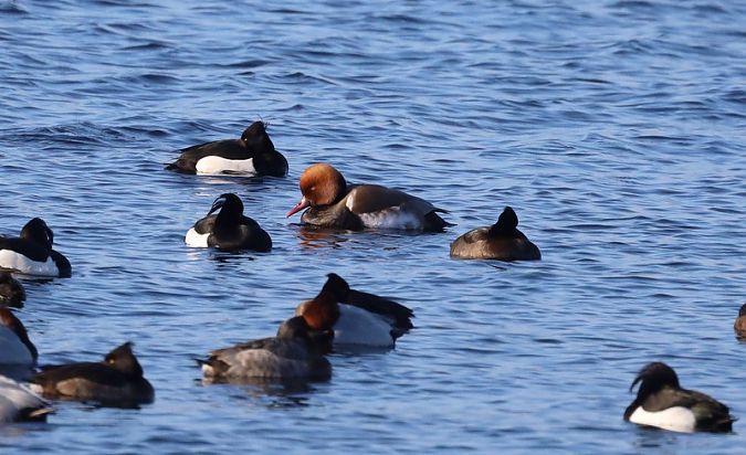 hełmiatka  - Sławomir Mielczarek