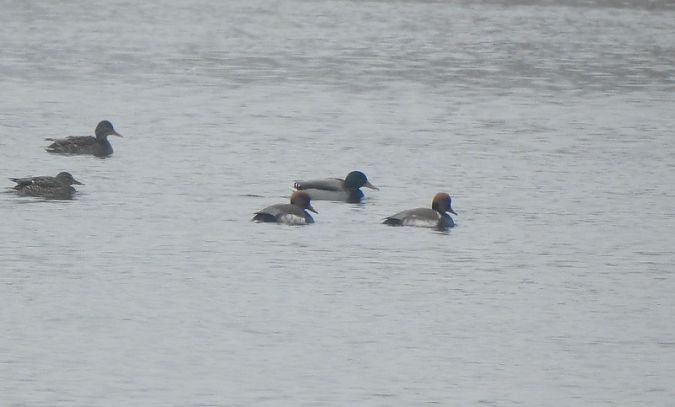 hełmiatka  - Sławomir Mielczarek