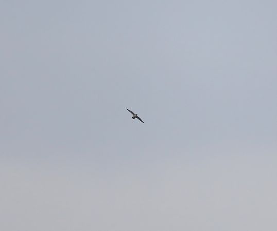 sokół wędrowny  - Sławomir Mielczarek