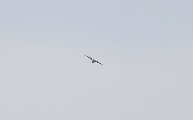 Wanderfalke  - Sławomir Mielczarek