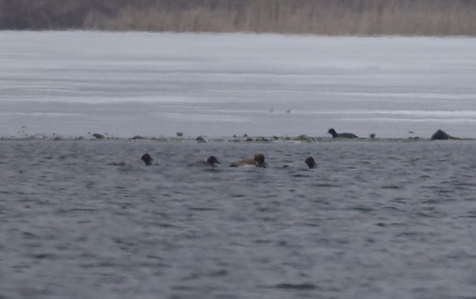 Kolbenente  - Sławomir Mielczarek