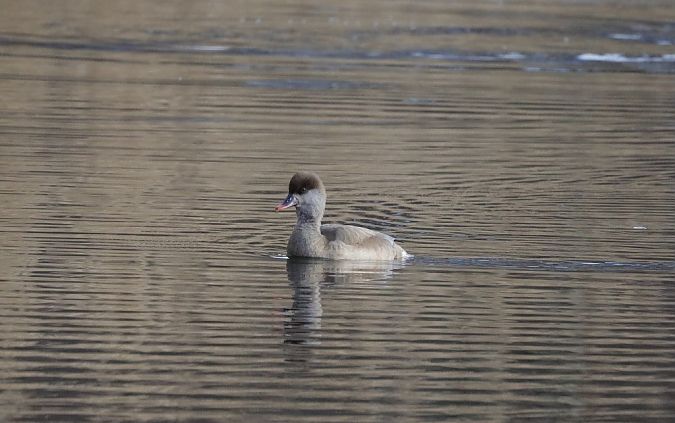 hełmiatka  - Sławomir Mielczarek
