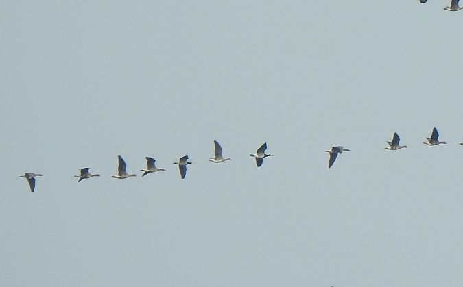 bernikla białolica  - Sławomir Mielczarek