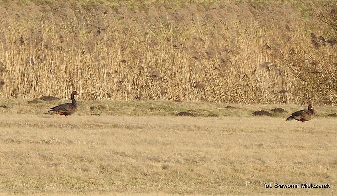 gęgawa x inny gatunek (hybryd)  - Sławomir Mielczarek