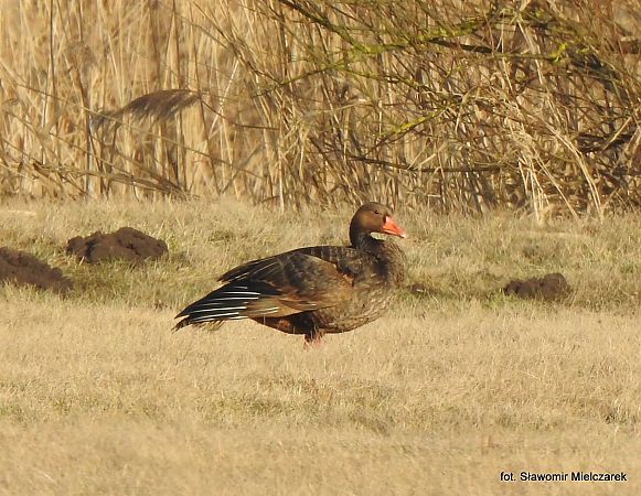 gęgawa x inny gatunek (hybryd)  - Sławomir Mielczarek