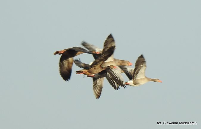 gęgawa x inny gatunek (hybryd)  - Sławomir Mielczarek