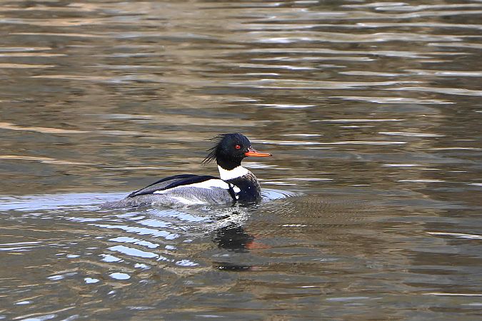 szlachar  - Paweł Maciszkiewicz
