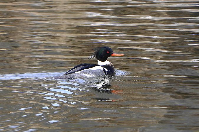szlachar  - Paweł Maciszkiewicz