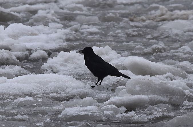 czarnowron  - Tomasz Cieślak