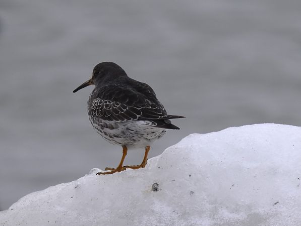 biegus morski  - Tomasz Cieślak